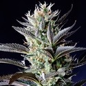 Dutch Blue Autoflower (Spliff Seeds) Feminisoidut