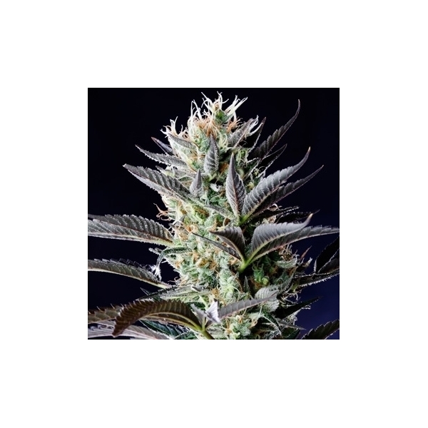 Dutch Blue Autoflower (Spliff Seeds) Feminisoidut