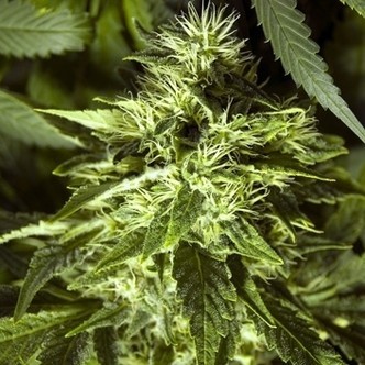 Fast Bud Outdoor (Spliff Seeds) feminisoitu