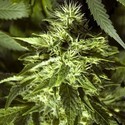 Fast Bud Outdoor (Spliff Seeds) Feminisoidut