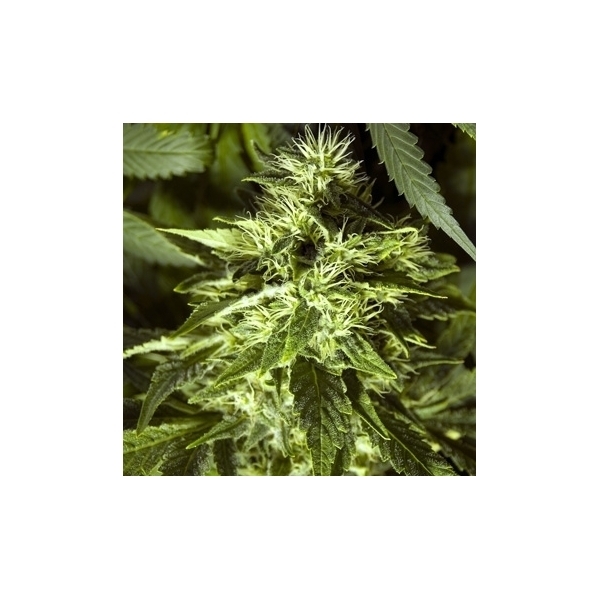 Fast Bud Outdoor (Spliff Seeds) Feminisoidut