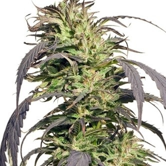 Gold Rush Outdoor (Spliff Seeds) feminisoitu