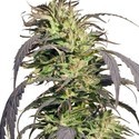 Gold Rush Outdoor (Spliff Seeds) Feminisoidut