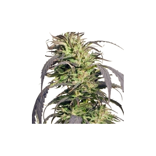 Gold Rush Outdoor (Spliff Seeds) Feminisoidut