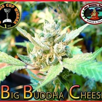Big Buddha Cheese (Big Buddha Seeds) Feminisoidut