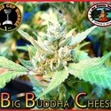 Big Buddha Cheese (Big Buddha Seeds) Feminisoidut