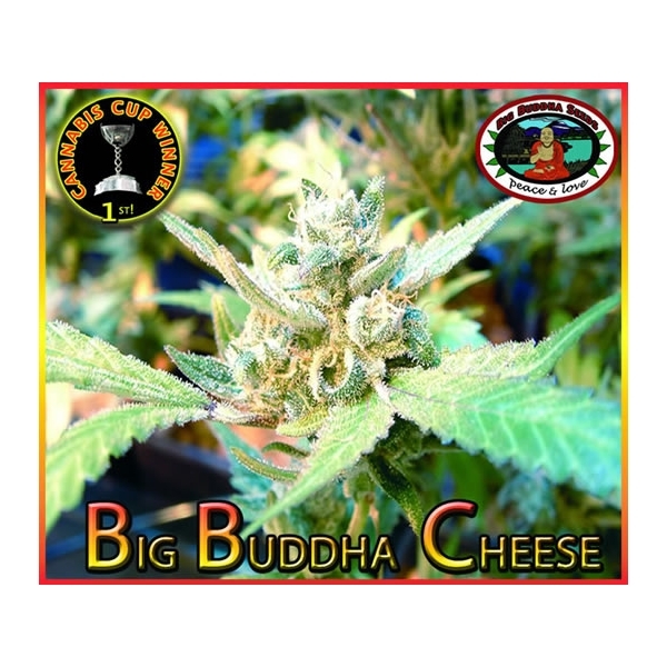 Big Buddha Cheese (Big Buddha Seeds) Feminisoidut