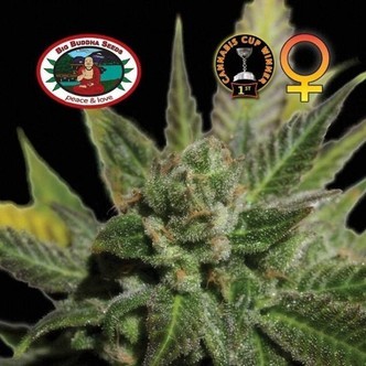 Big Buddha Cheese (Big Buddha Seeds) feminisoitu