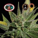 Big Buddha Cheese (Big Buddha Seeds) Feminisoidut