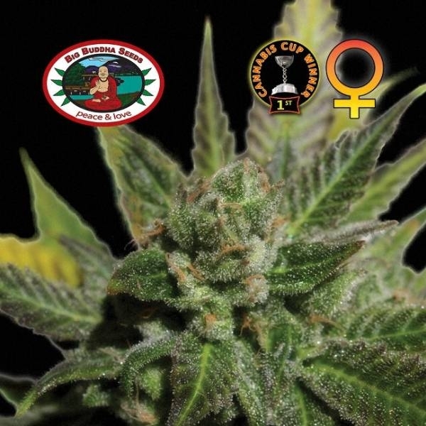 Big Buddha Cheese (Big Buddha Seeds) Feminisoidut