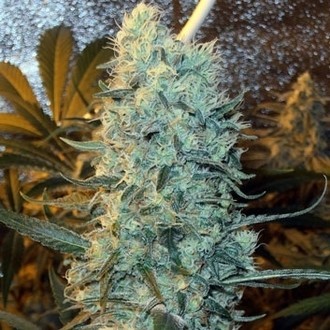 Power Plant (Spliff Seeds) Feminisoidut