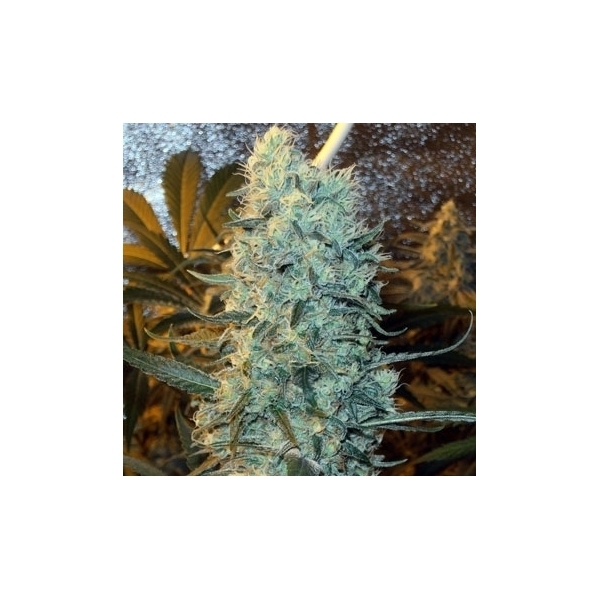 Power Plant (Spliff Seeds) Feminisoidut