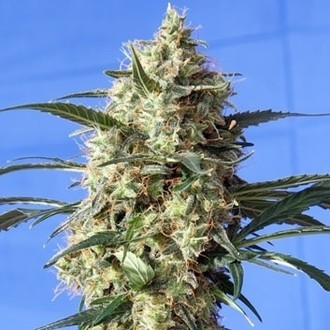 Snow White (Spliff Seeds) Feminisoidut