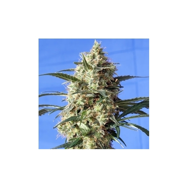 Snow White (Spliff Seeds) Feminisoidut