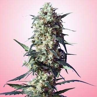 Spliff's Strawberry (Spliff Seeds) feminisoidut