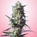 Spliff's Strawberry (Spliff Seeds) Feminisoidut