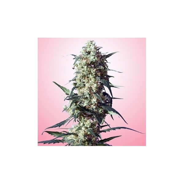 Spliff's Strawberry (Spliff Seeds) Feminisoidut