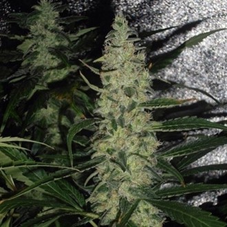Super Skunk (Spliff Seeds) Feminisoidut