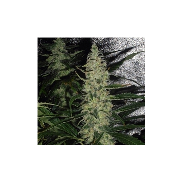Super Skunk (Spliff Seeds) Feminisoidut
