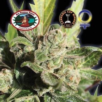 Blue Cheese (Big Buddha Seeds) feminisoidut kannabiksen siemenet
