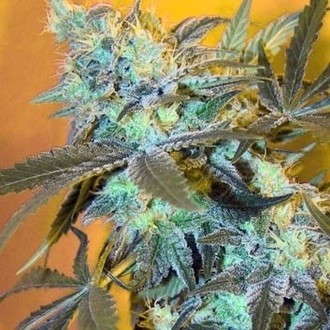White Widow (Spliff Seeds) Feminisoidut siemenet