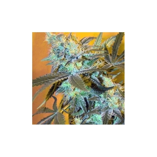 White Widow (Spliff Seeds) Feminisoidut siemenet