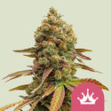 Special Queen 1 (Royal Queen Seeds) Feminisoidut