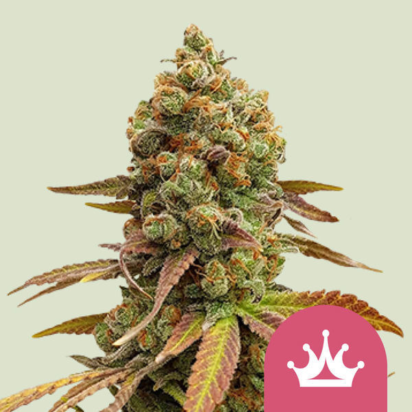 Special Queen 1 (Royal Queen Seeds) Feminisoidut