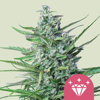 Special Kush 1 (Royal Queen Seeds) Feminisoidut