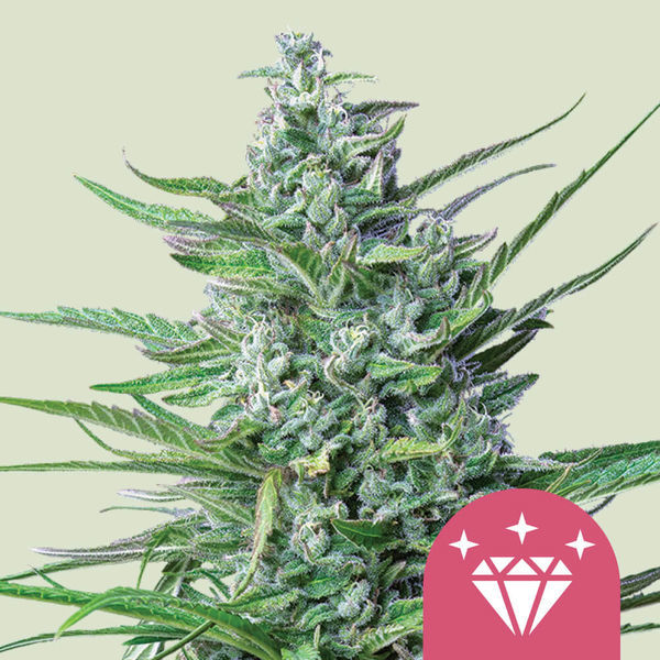 Special Kush 1 (Royal Queen Seeds) Feminisoidut