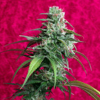 Juanita La Lagrimosa (Reggae Seeds) feminisoidut kannabiksen siemenet