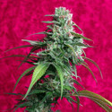 Juanita La Lagrimosa (Reggae Seeds) Feminisoidut