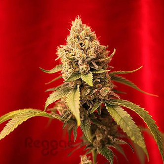 Dancehall (Reggae Seeds) tavallinen