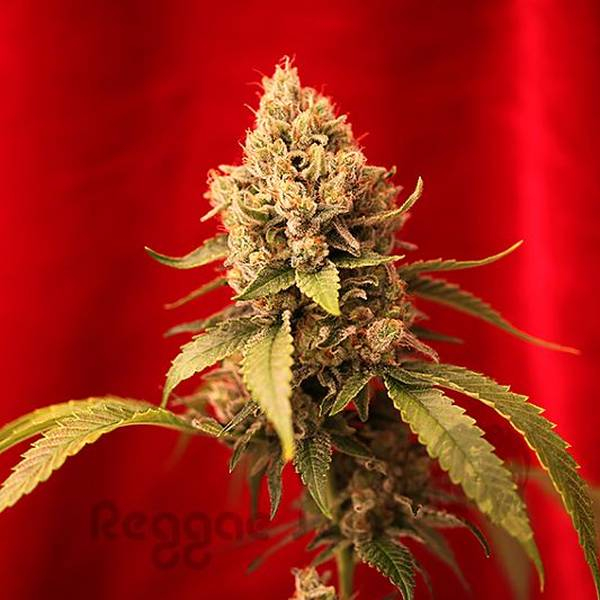 Dancehall (Reggae Seeds) tavallinen