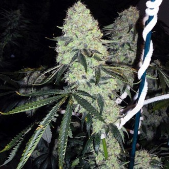 Deadhead OG (Cali Connection) Feminisoidut