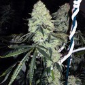 Deadhead OG (Cali Connection) Feminisoidut