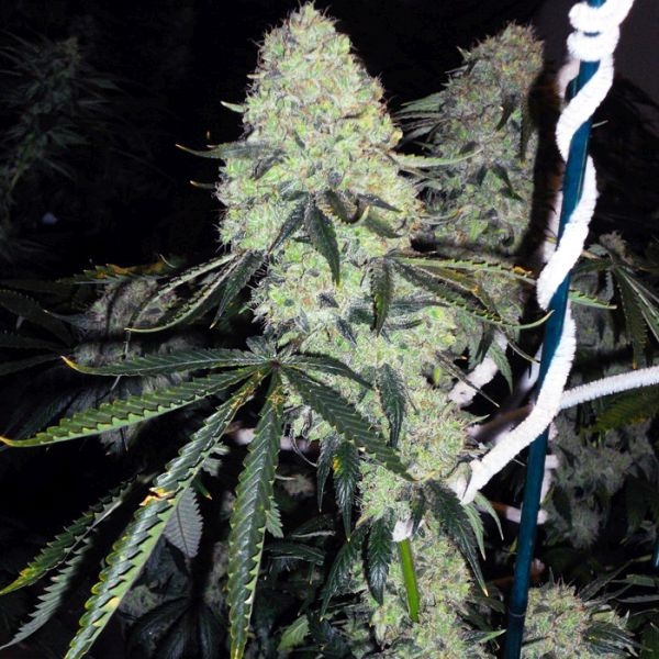 Deadhead OG (Cali Connection) Feminisoidut