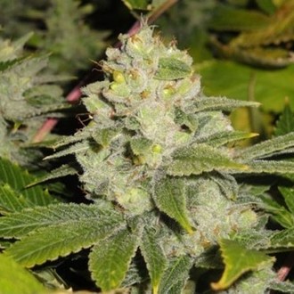 Deadhead OG (Cali Connection) Feminisoidut