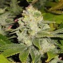 Deadhead OG (Cali Connection) Feminisoidut