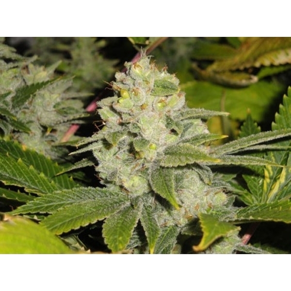 Deadhead OG (Cali Connection) Feminisoidut