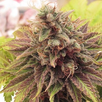 Chem Valley Kush (Cali Connection) Feminisoidut