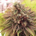 Chem Valley Kush (Cali Connection) Feminisoidut