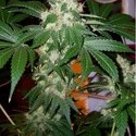 Chem Valley Kush (Cali Connection) Feminisoidut