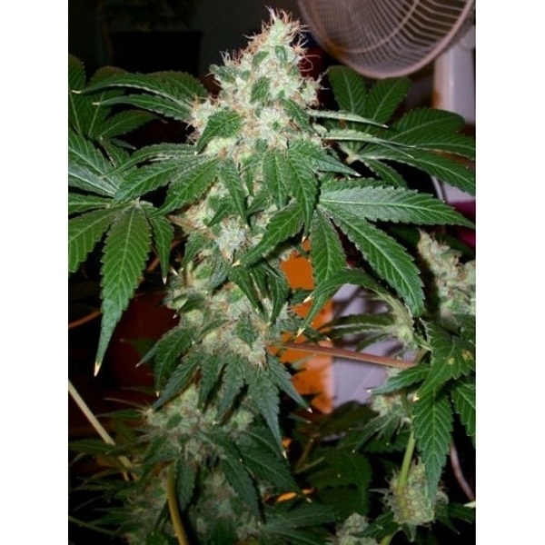Chem Valley Kush (Cali Connection) Feminisoidut
