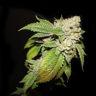 Larry OG Kush (Cali Connection) feminisoidut kannabiksen siemenet