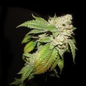 Larry OG Kush (Cali Connection) Feminisoidut