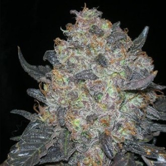 Blackwater (Cali Connection) Feminisoidut