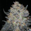 Blackwater (Cali Connection) Feminisoidut
