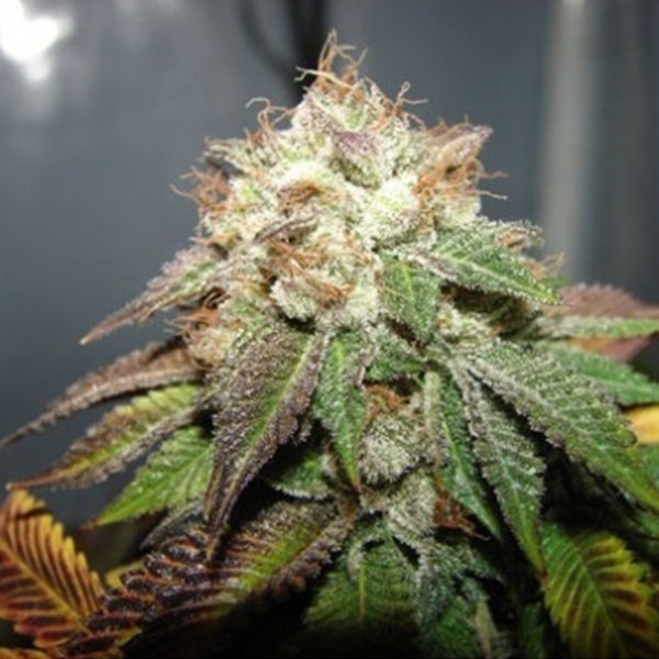 Pre 98 Bubba (Cali Connection) Feminisoidut