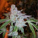 Buddha Tahoe OG (Cali Connection) Feminisoidut